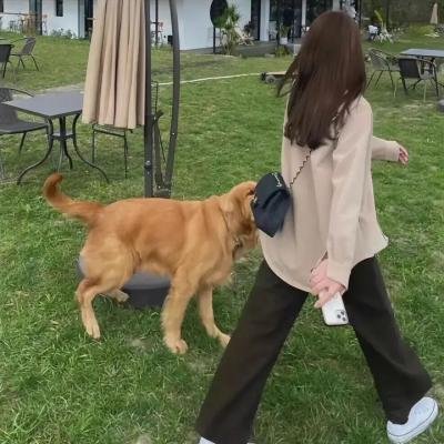 会飞的小精灵海报